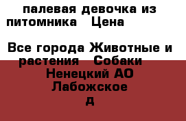 палевая девочка из питомника › Цена ­ 40 000 - Все города Животные и растения » Собаки   . Ненецкий АО,Лабожское д.